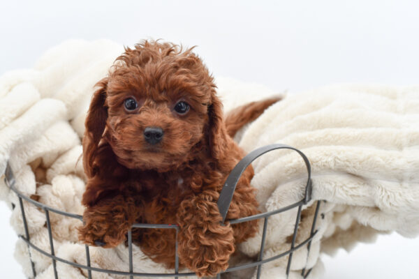 [#261858-02] Inez - Red F Cavapoo Puppies for Sale