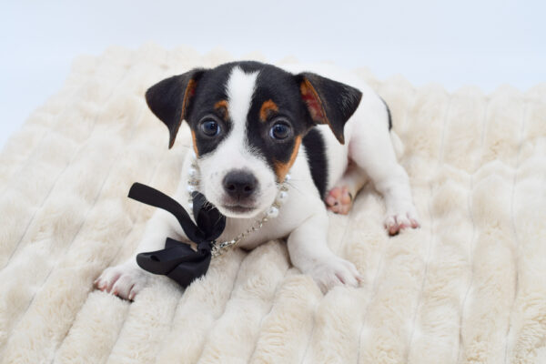 [#261880-02] Shadow - Black Tricolor F Jack Russell Terrier Puppies for Sale