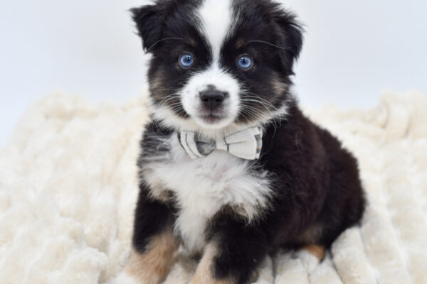 [#261724-02]  - Blue Merle M Miniature American Shepherd Puppies for Sale