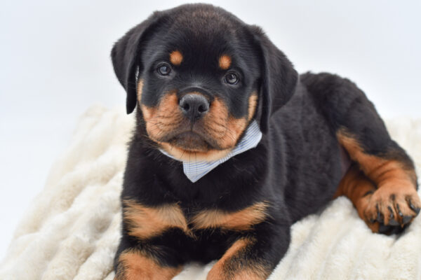 [#261793-01]  - Black / Tan M Rottweiler Puppies for Sale