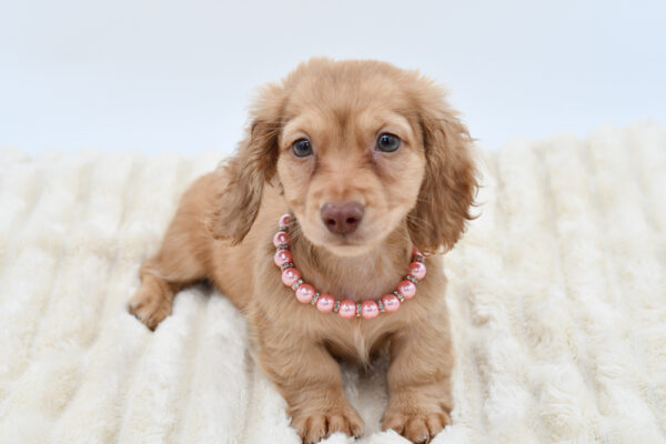 [#261883-02]  - Cream F Dachshund Puppies for Sale