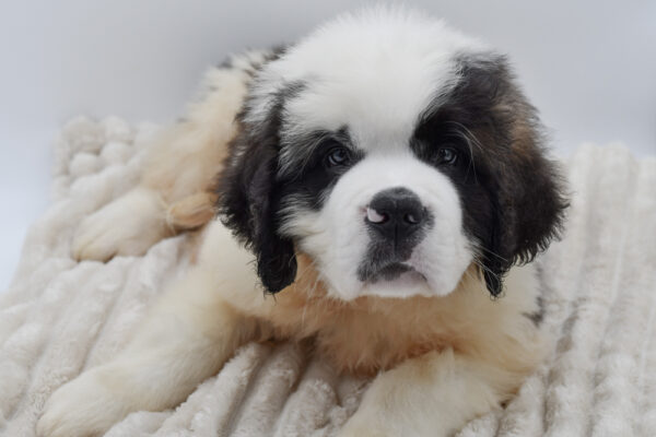 [#261943-03]  - Mahogany / White M Saint Bernard Puppies for Sale