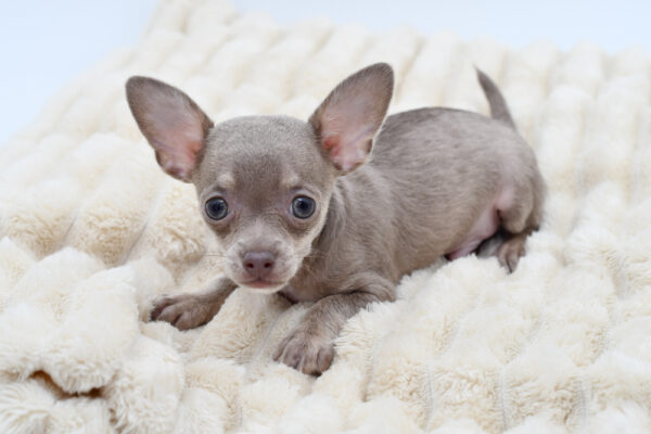 [#261492-03]  - Blue M Chihuahua Puppies for Sale