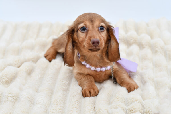 [#261545-03]  - Brown F Dachshund Puppies for Sale
