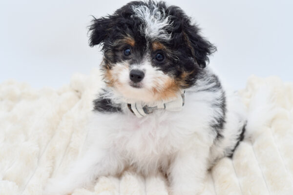 [#261552-02]  - Tri-Colored M Pomachon Puppies for Sale