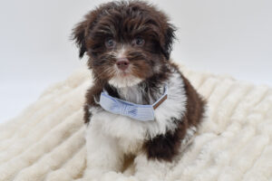 Petland Novi, Michigan Havanese puppy available