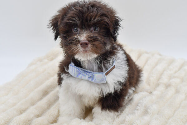 [#261558-02]  - Chocolate M Havanese Puppies for Sale