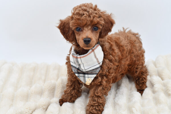 [#261572-02]  - Red M Poodle Puppies for Sale