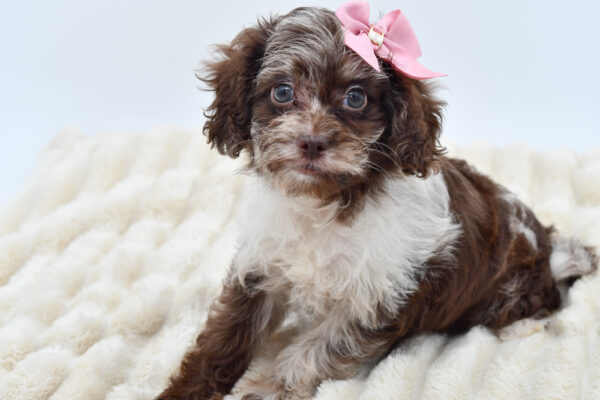 [#261580-05]  - Chocolate Merle F Poodle/Cock A Poo Puppies for Sale