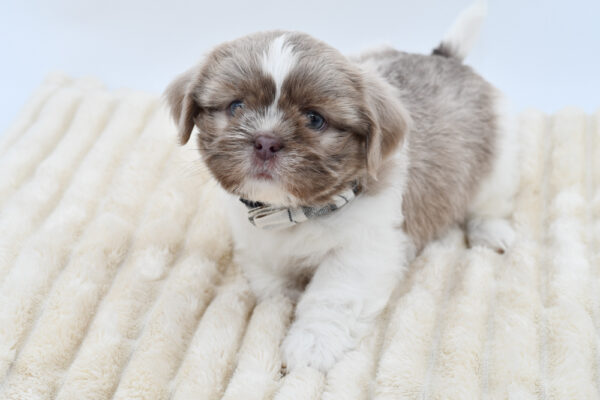 [#261591-02]  - Lilac / White M Shih Tzu Puppies for Sale