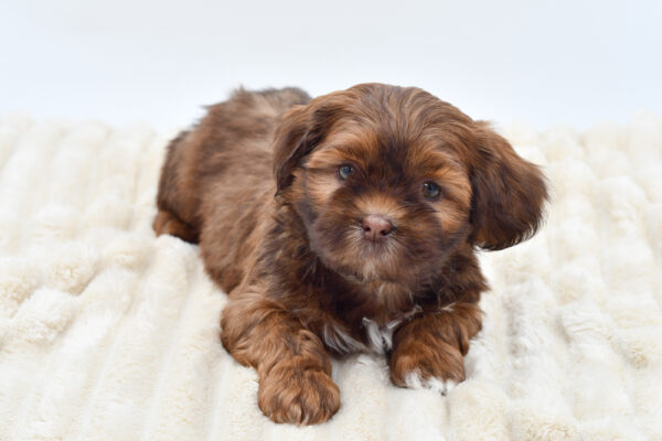 [#261591-04]  - Brown F Shih Tzu Puppies for Sale