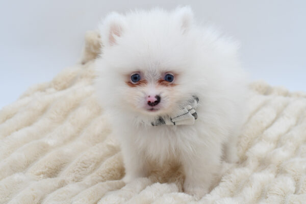[#261602-02]  - Brown / White M Pomeranian Puppies for Sale