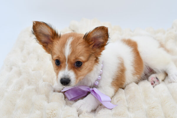 [#261603-03]  - Red / White F Papillon Puppies for Sale