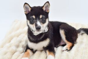 Petland Novi, Michigan Shiba Inu puppy available