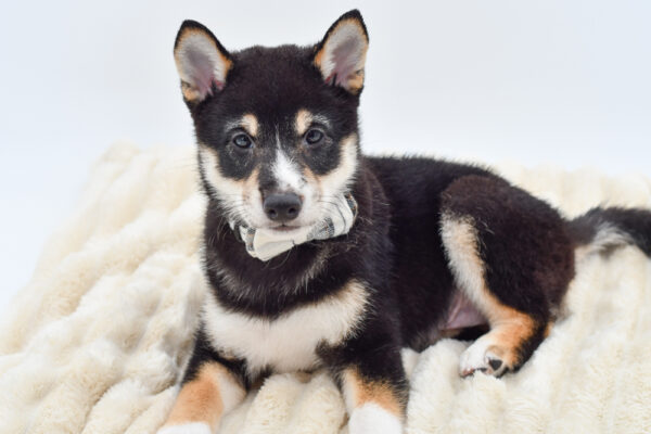 [#261605-01]  - Black / Tan M Shiba Inu Puppies for Sale