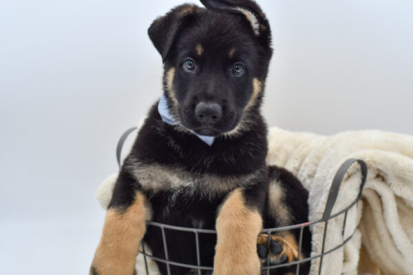 [#26250-01]  - Black / Tan M German Shepherd Dog Puppies for Sale