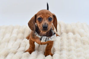 Petland Novi, Michigan Dachshund puppy available