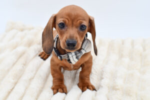 Petland Novi, Michigan Dachshund puppy available
