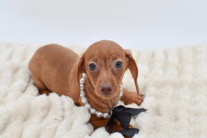 Petland Novi, Michigan Dachshund puppy available