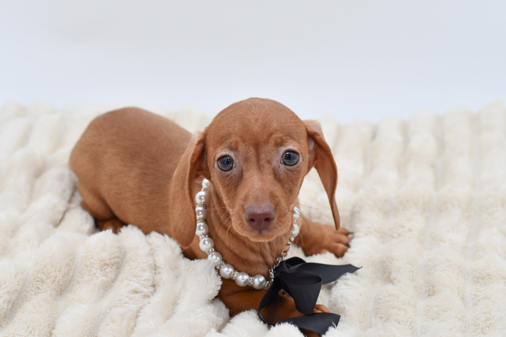 Dachshund in Belleville, MI