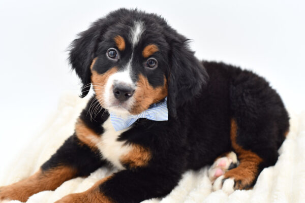 [#262050-02] Peanut - Black Tricolor M Bernese Mountain Dog Puppies for Sale