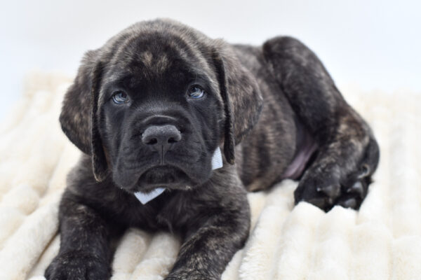 [#262051-03] Diego - Brindle M English Mastiff Puppies for Sale