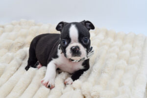Petland Novi, Michigan Boston Terrier puppy available