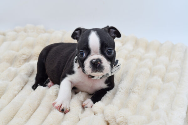 [#262040-04] Teddy - Black & White M Boston Terrier Puppies for Sale