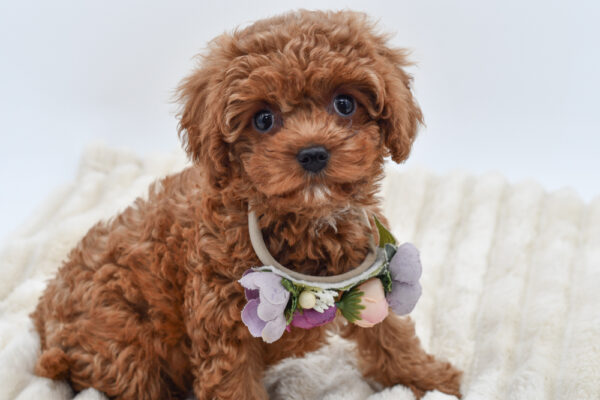 [#261930-03] Sage - Red F Mini Goldendoodle 2nd Gen Puppies for Sale