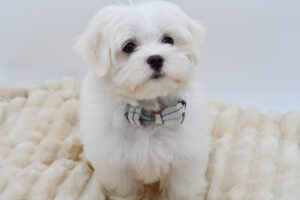 Petland Novi, Michigan Maltese puppy available
