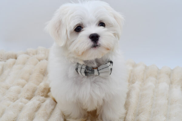 [#261853-03] Rambo - White M Maltese Puppies for Sale
