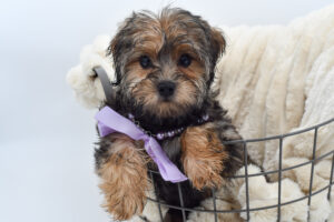Petland Novi, Michigan Yorkshire Terrier puppy available