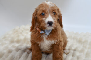Petland Novi, Michigan Goldendoodle puppy available