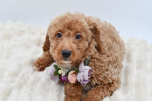 Goldendoodle (F) 40452