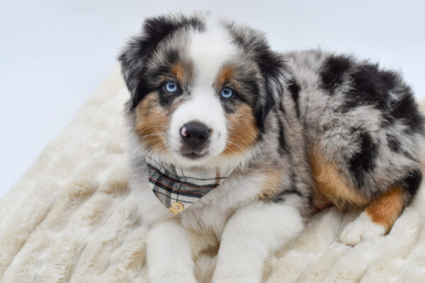 [#261724-02]  - Blue Merle M Miniature American Shepherd Puppies for Sale