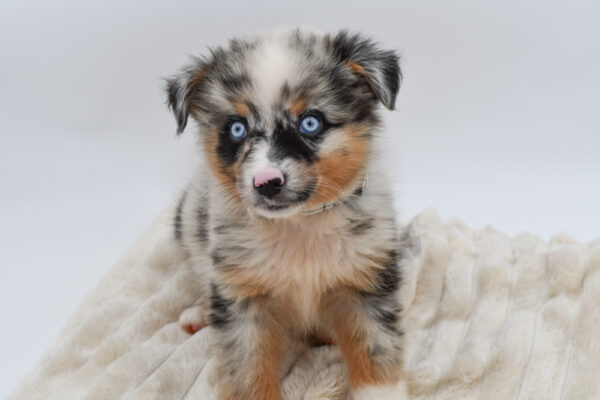 [#261821-03]  - Blue Merle M Australian Shepherd Puppies for Sale