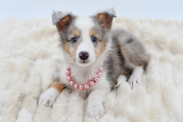 [#261860-04]  - Blue Merle F Shetland Sheepdog Puppies for Sale