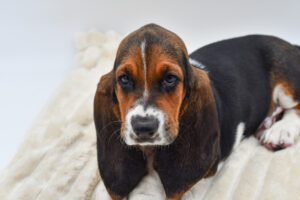 Petland Novi, Michigan Basset Hound puppy available