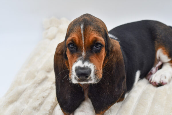 [#261879-03]  - Tri-Colored M Basset Hound Puppies for Sale