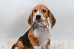 Petland Novi, Michigan Beagle puppy available