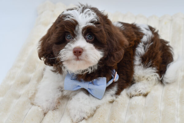 [#261465-02]  - Chocolate M Daisy Dog Puppies for Sale