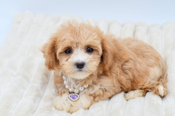 [#261553-05]  - Cream F Maltipoo Puppies for Sale
