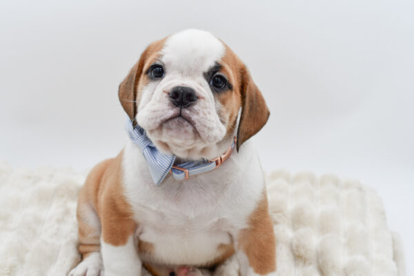 [#261596-03]  - Red / White M Beabull 3/4 Puppies for Sale