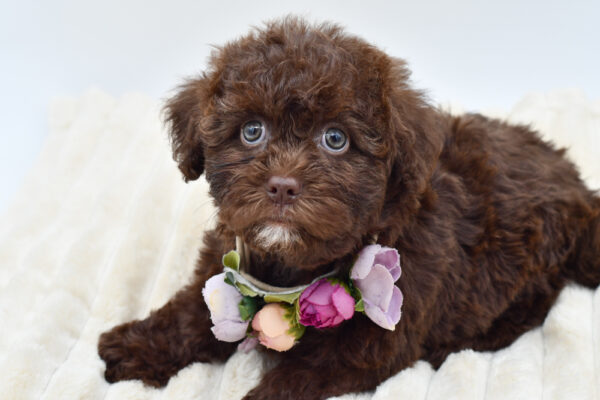 [#261644-05]  - Chocolate F ShihPoo Puppies for Sale