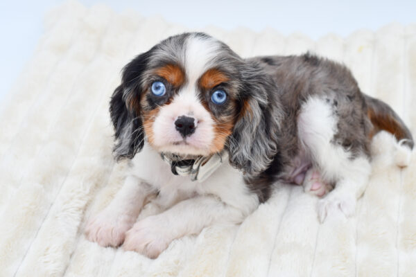 [#261652-03]  - Blue Merle M Cavalier King Charles Spaniel Puppies for Sale
