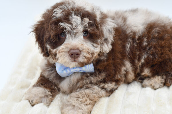 [#26247-03]  - Chocolate Merle M Labradoodle Mini Puppies for Sale