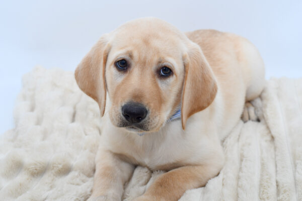 [#26251-01]  - Yellow M Labrador Retriever Puppies for Sale