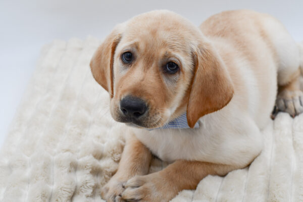[#26251-01]  - Yellow M Labrador Retriever Puppies for Sale