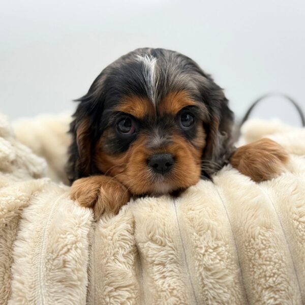 [#261475-02]  - Blue Merle M Cavalier King Charles Spaniel Puppies for Sale