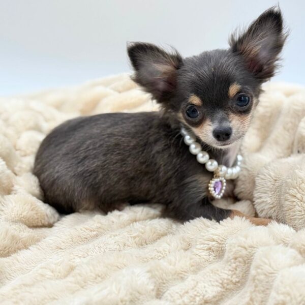 [#261190-01]  - Gray / White F Chihuahua Puppies for Sale